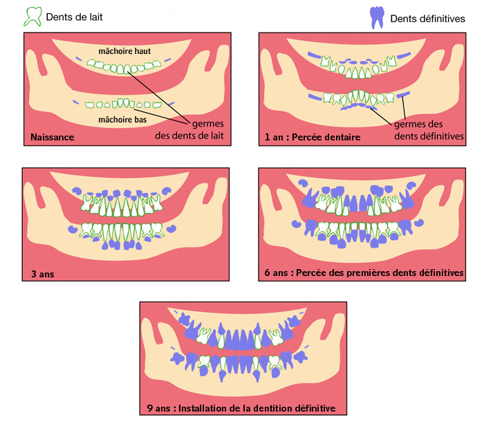 evolution dentition