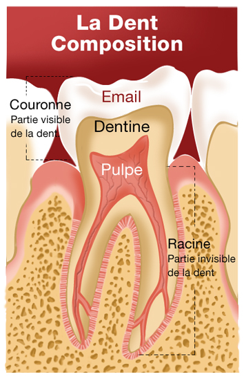composition dent