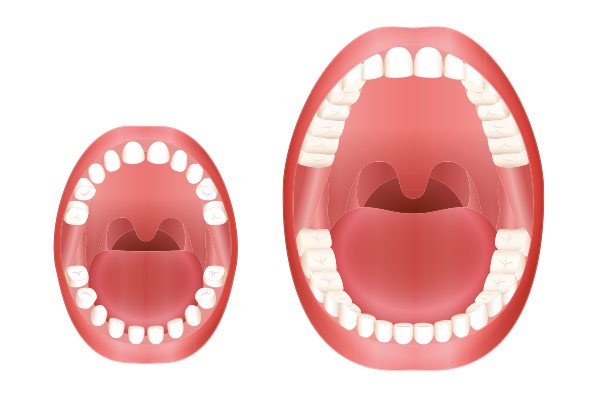 Dents de l'adulte, dents de l'enfant