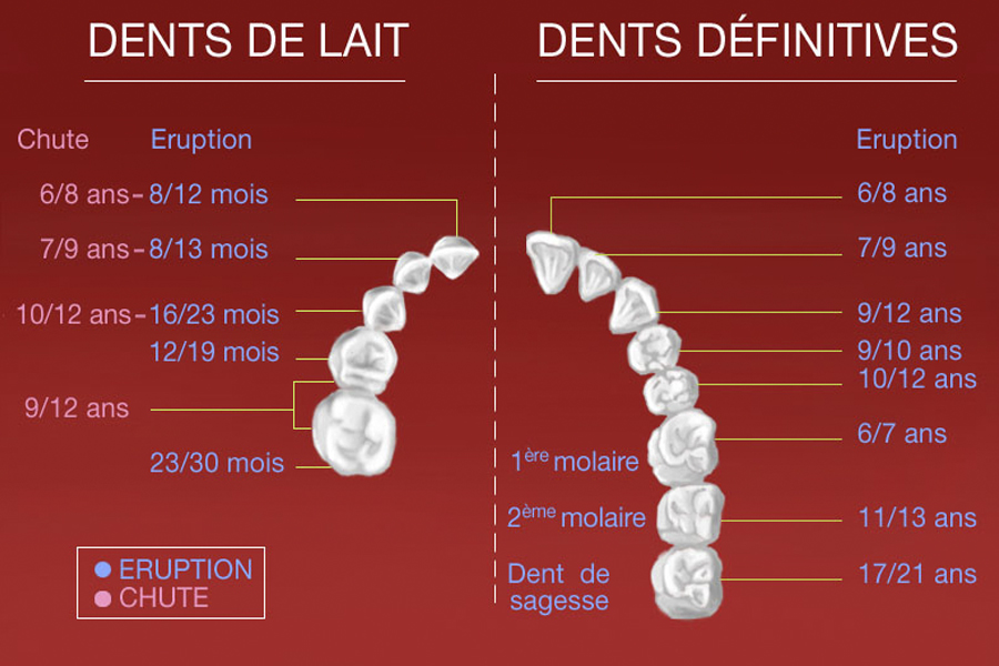 L’éruption des dents de lait et des dents définitives